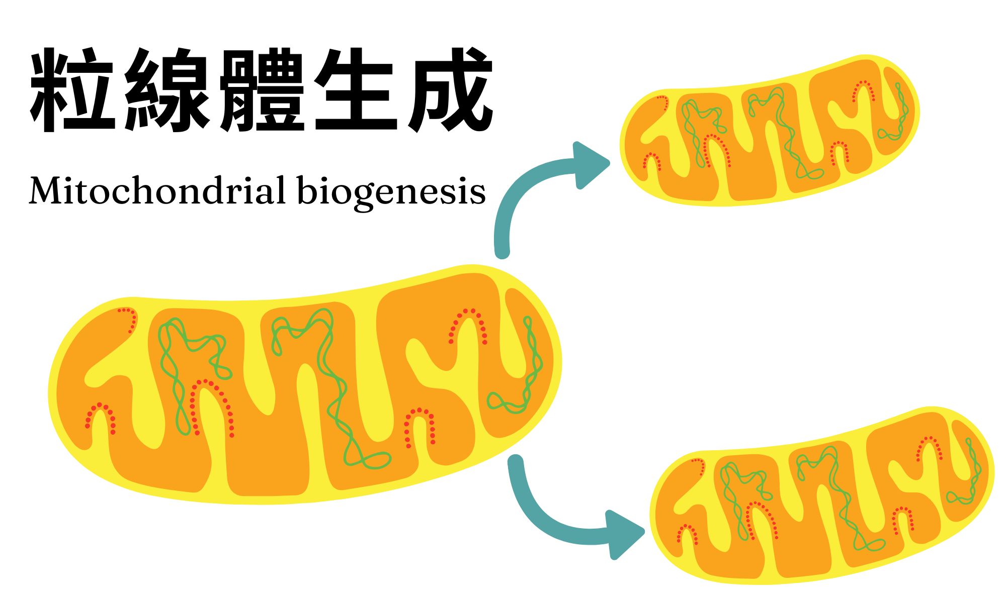 化療第幾針最辛苦粒線體生成功能